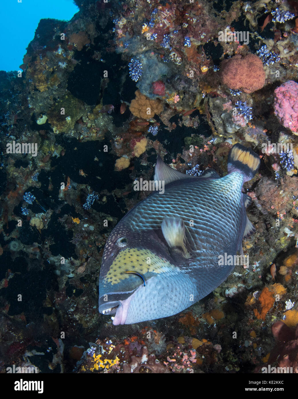 Yellowmargin triggerfish being cleaned by a cleaner wrasse. Stock Photo