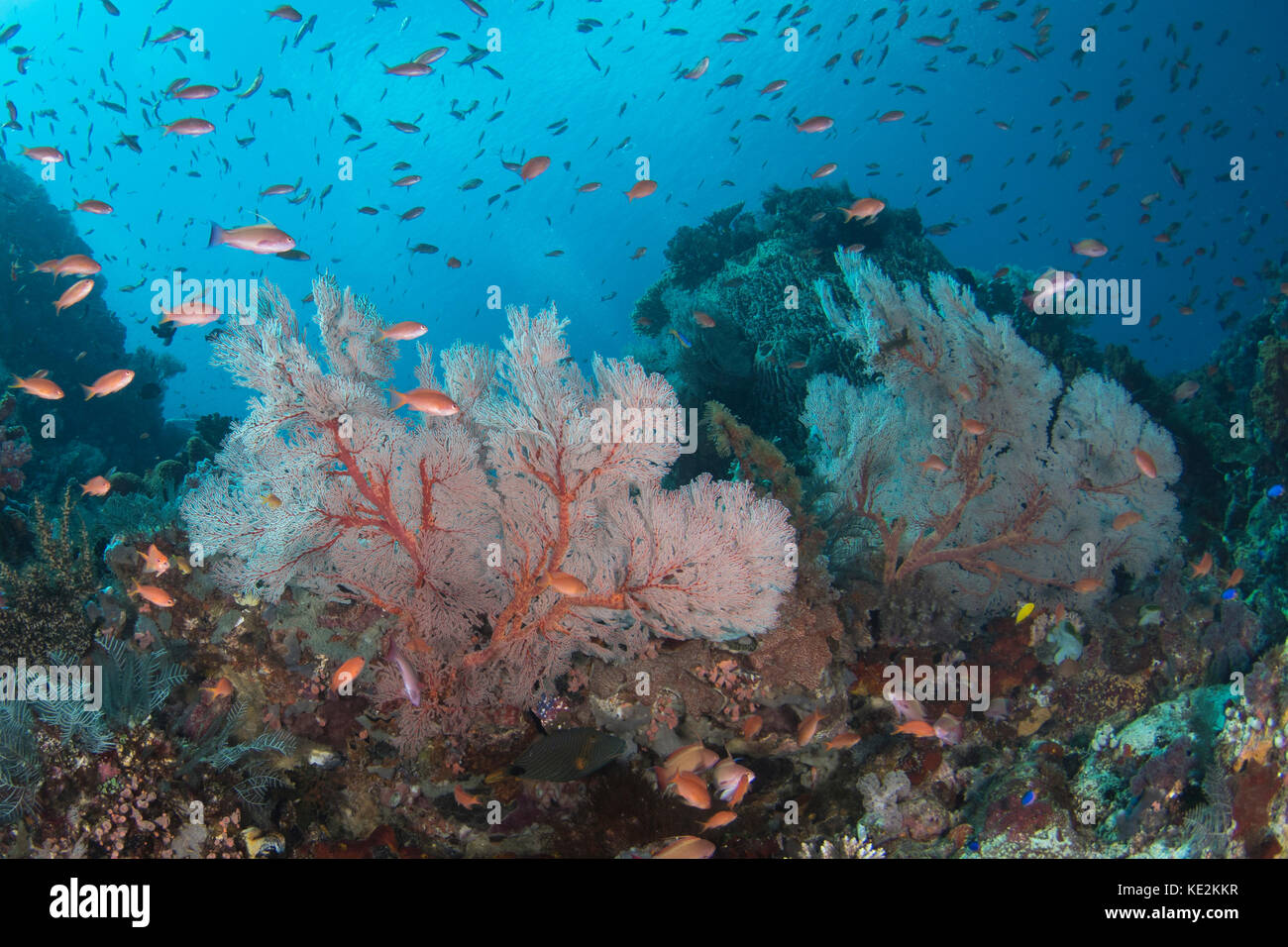 Reef scene in Komodo National Park, Indonesia. Stock Photo