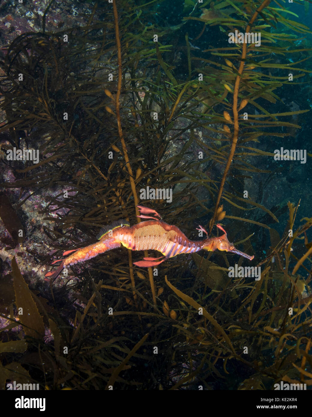Weedy sea dragon, Tasmania, Australia Stock Photo Alamy