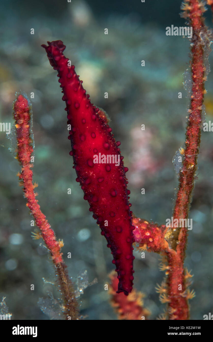 Double-snouted spindle cowrie in Komodo National Park, Indonesia. Stock Photo