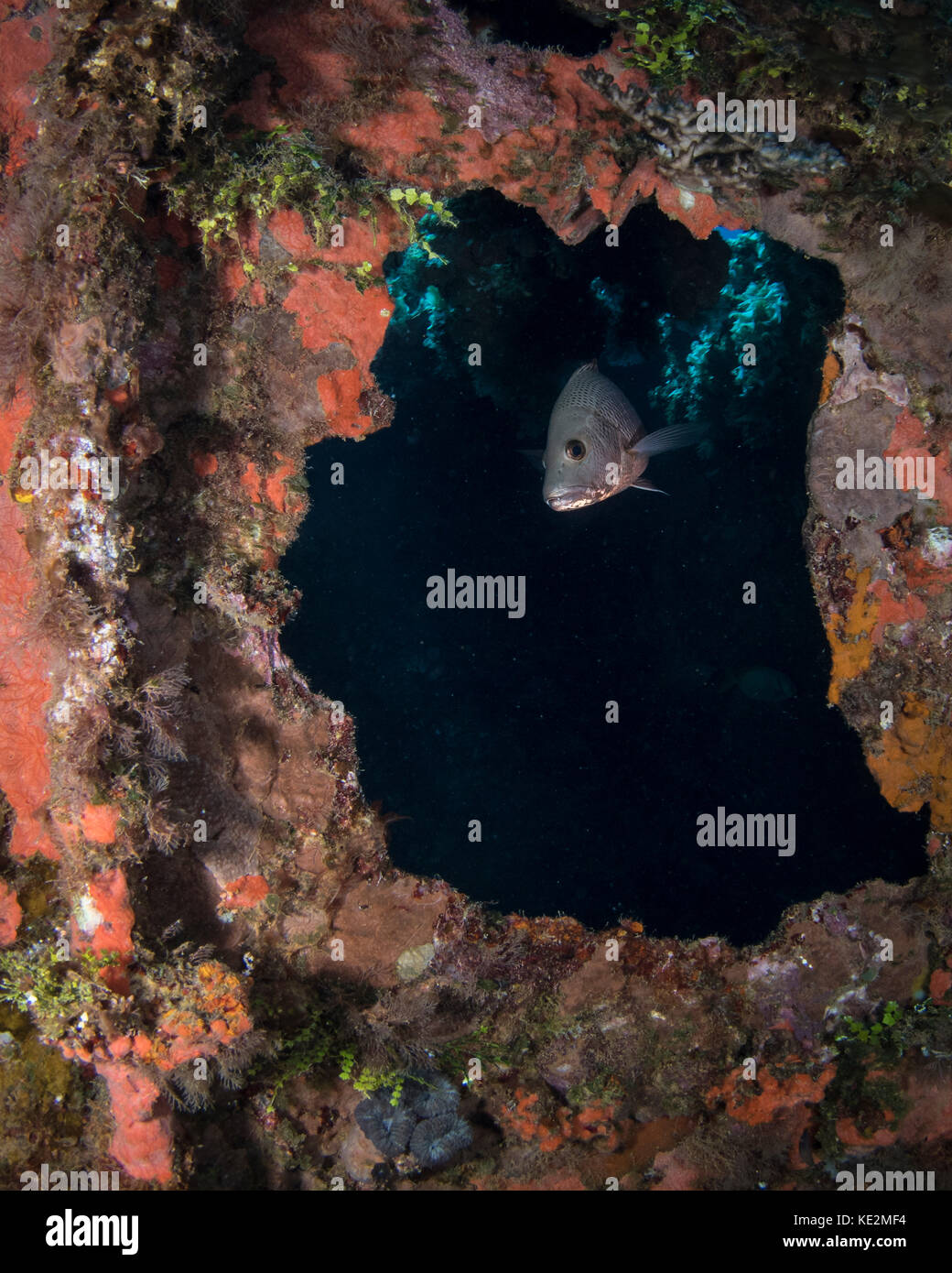 Fish on the Rio de Janeiro Maru shipwreck, Truk Lagoon, Micronesia. Stock Photo