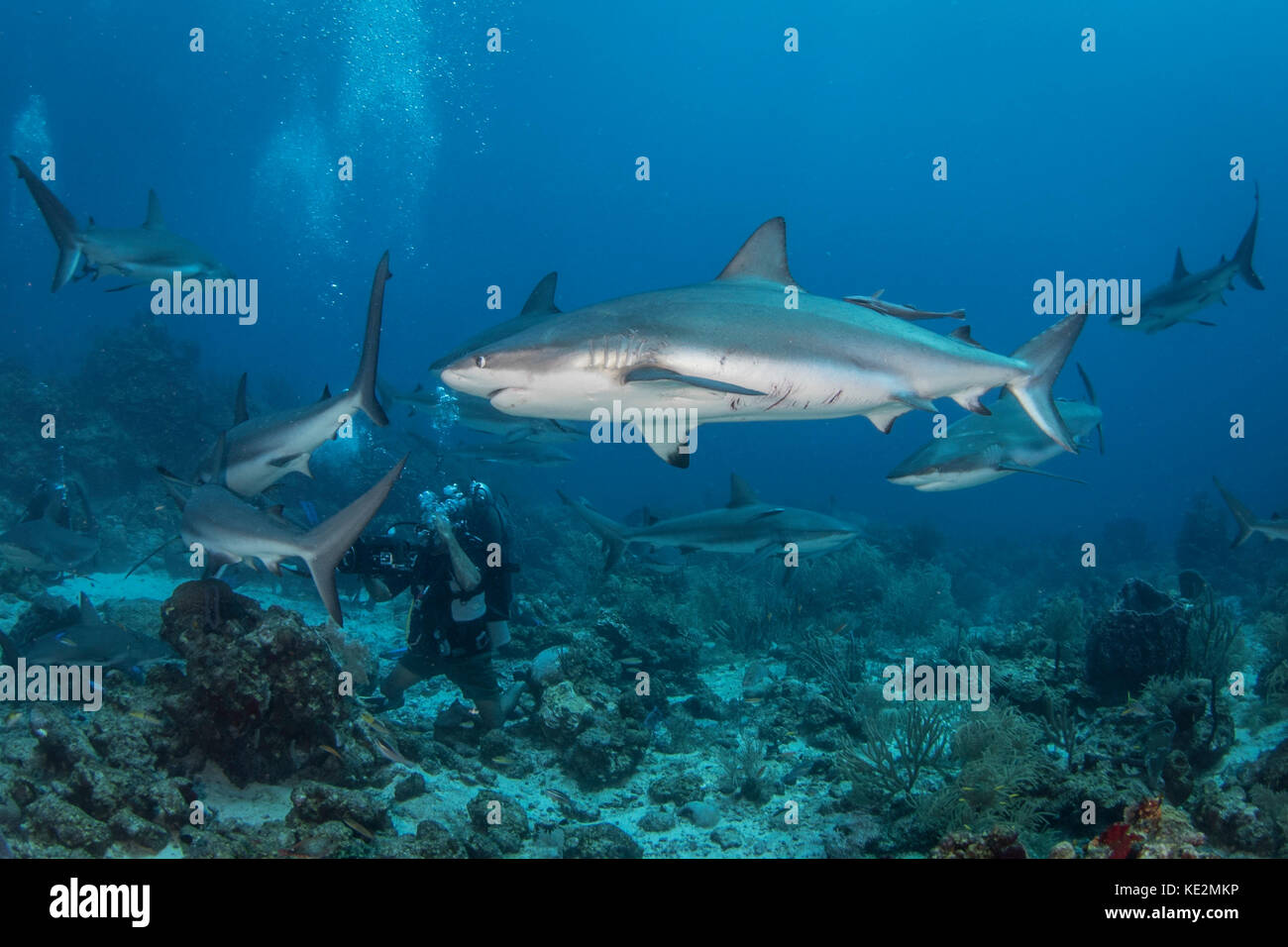 Divers and grey reef sharks, Roatan, Honduras. Stock Photo