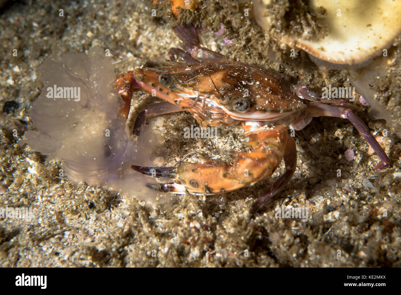 Crab eating a jellyfish in the Philippines Stock Photo Alamy