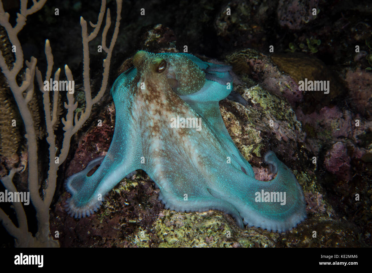 Octopus on a night dive in Roatan, Honduras Stock Photo Alamy