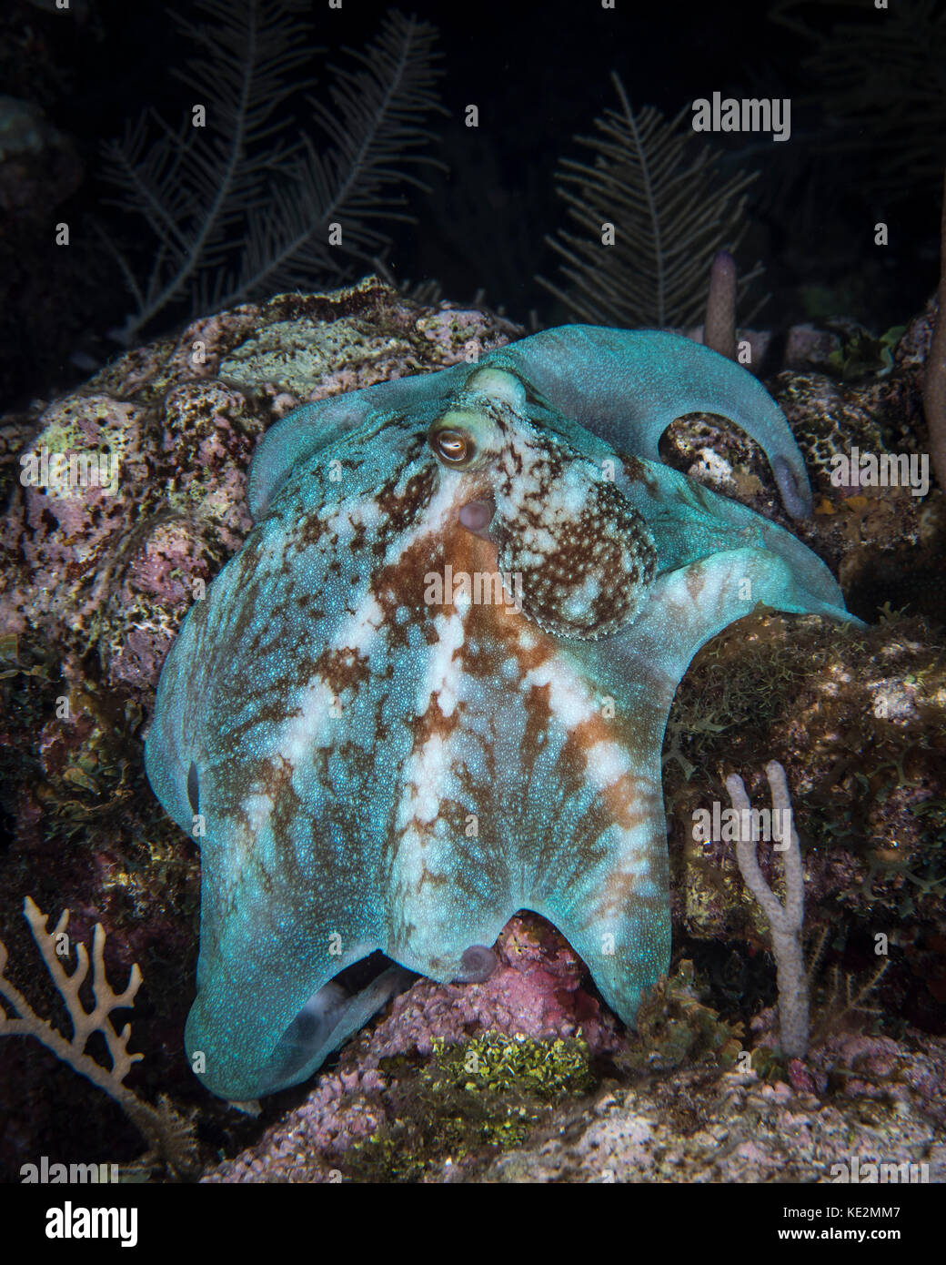 Octopus on a night dive in Roatan, Honduras Stock Photo Alamy