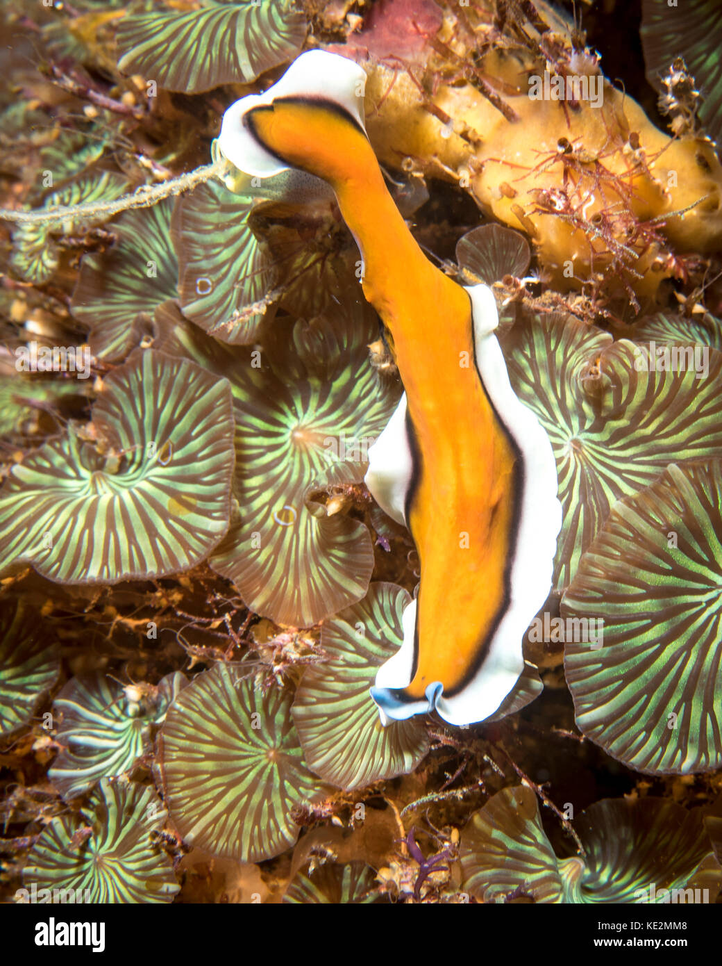Flatworm in the Philippines. Stock Photo