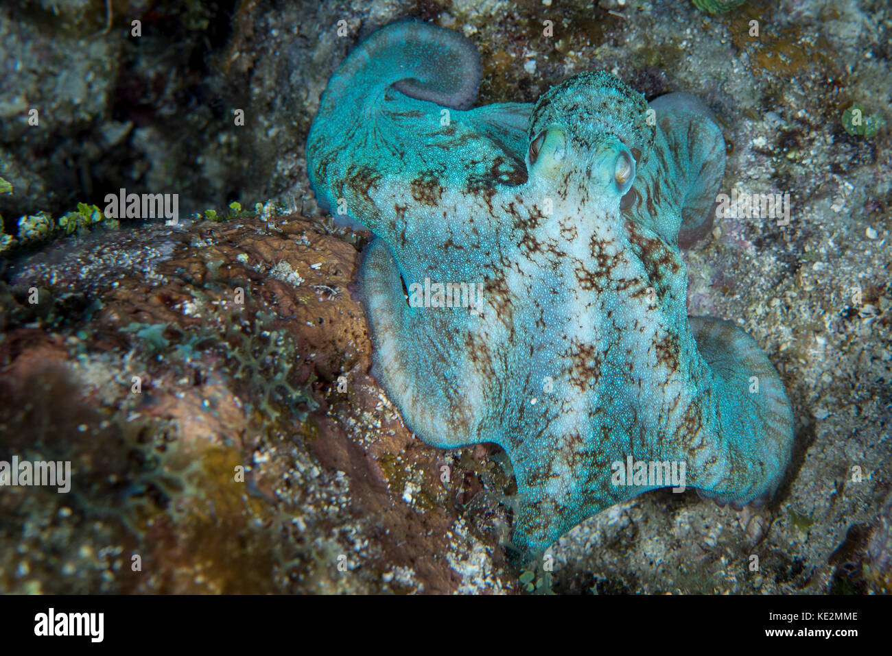 Octopus on a night dive in Roatan, Honduras Stock Photo Alamy