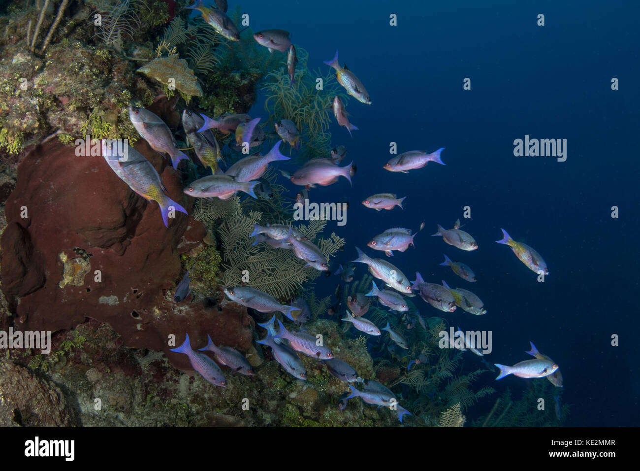 Creole wrasse school, Roatan, Honduras Stock Photo - Alamy