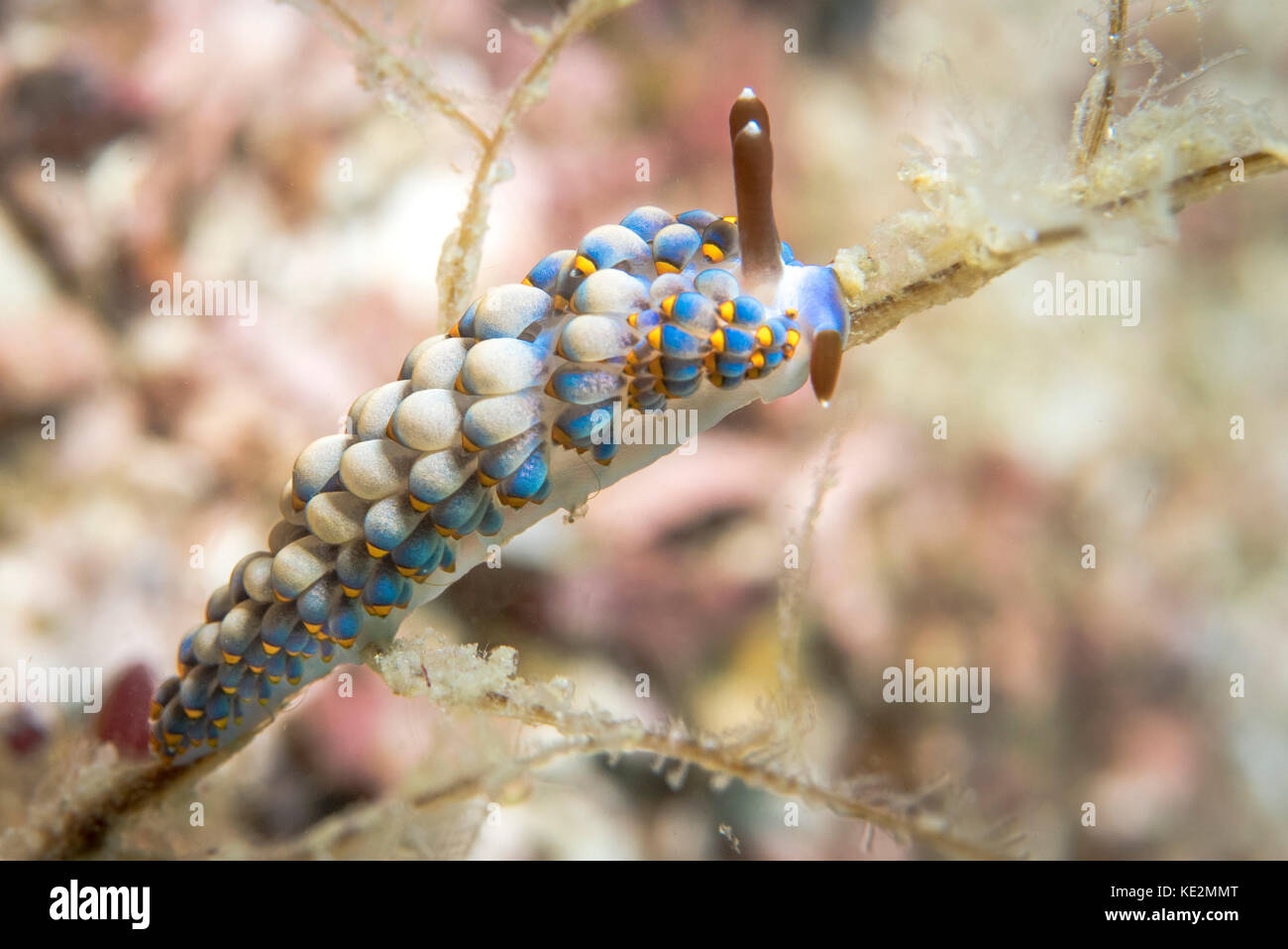 Cuthona yamasui nudibranch in the Philippines. Stock Photo