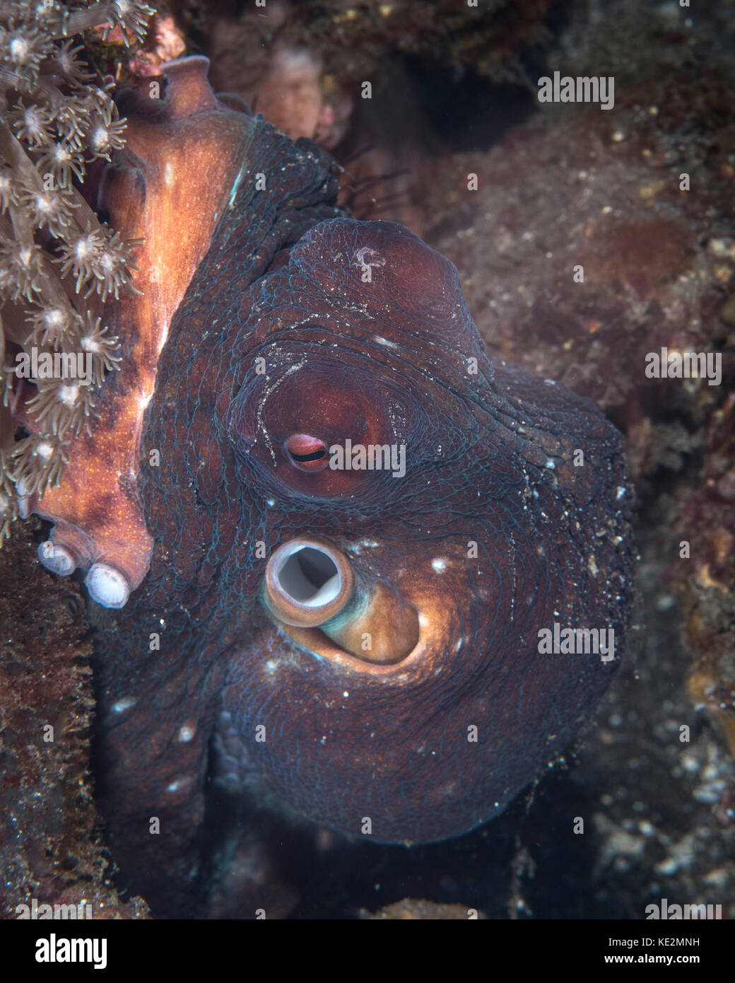 Octopus in Komodo, Indonesia Stock Photo Alamy