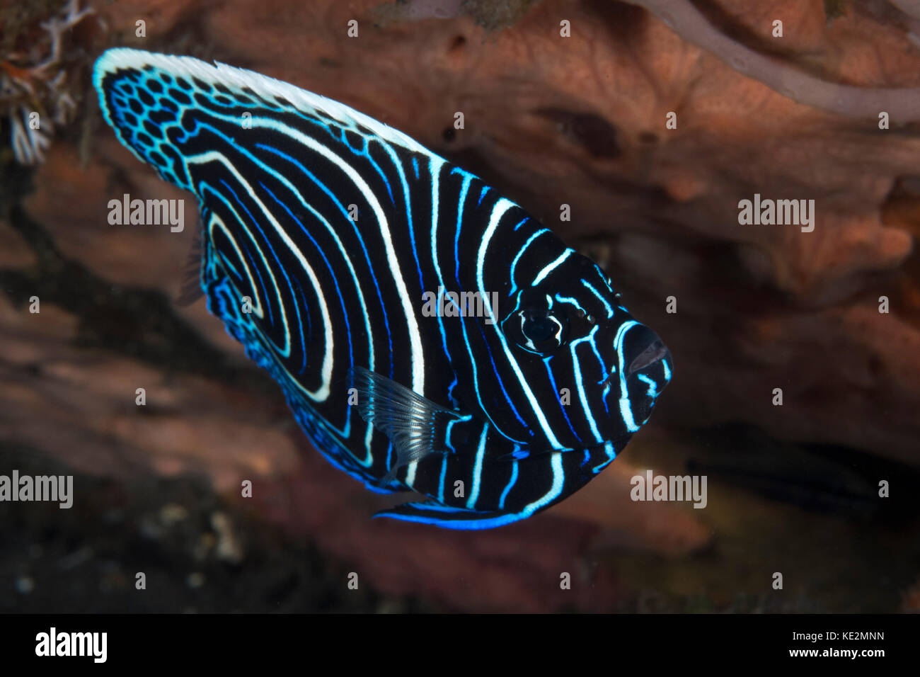 Juvenile emperor angelfish in Komodo, Indonesia. Stock Photo
