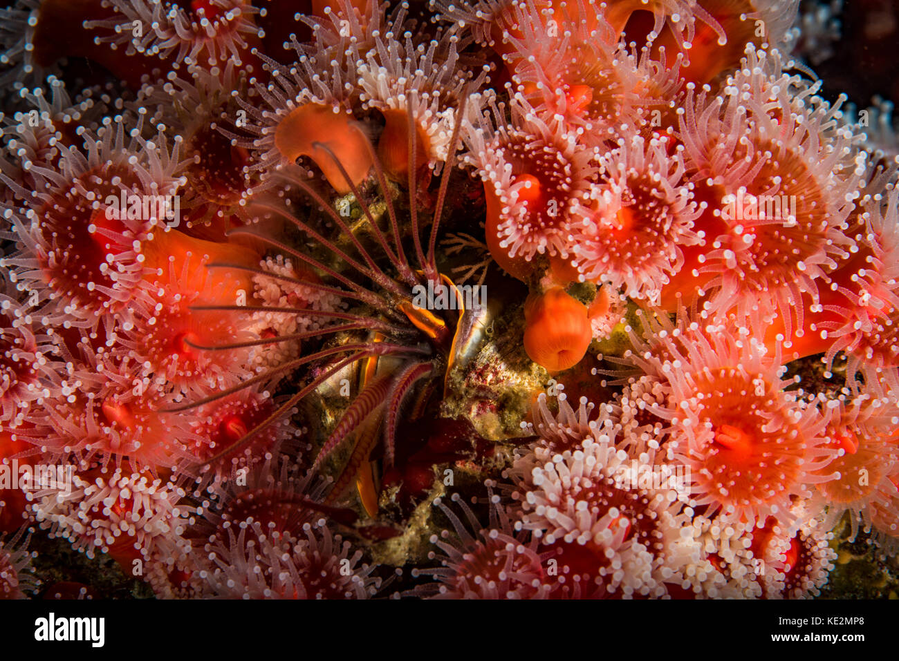 Strawberry anemones surround a barnacle, Monterey, Central California. Stock Photo