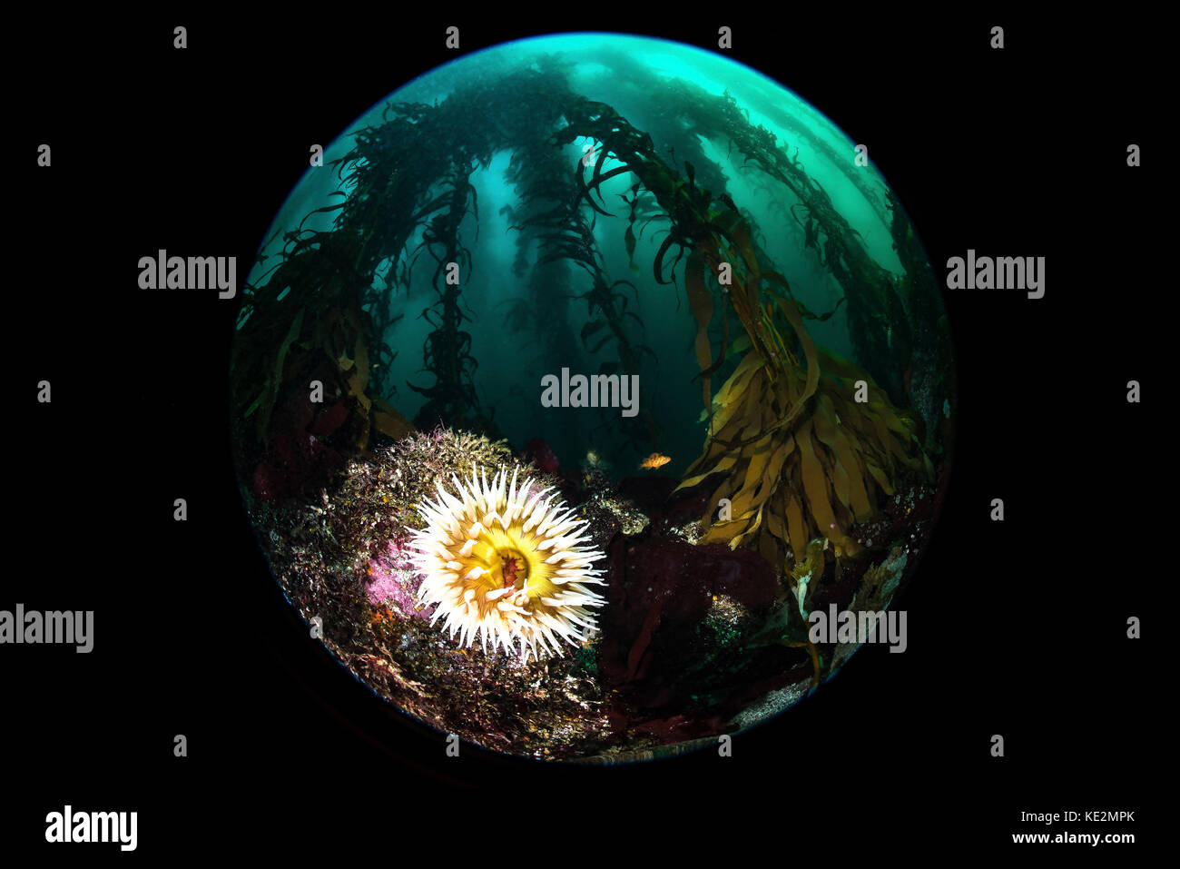 Anemone and kelp taken with a circular fisheye lens, Monterey, Central California. Stock Photo