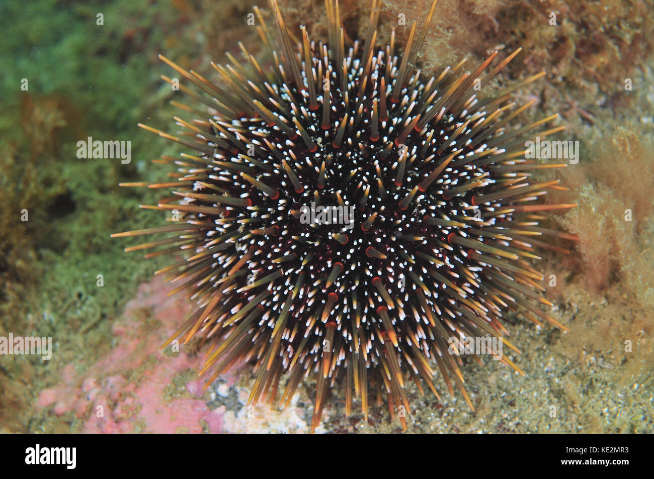 Common sea urchin Evechinus chloroticus (kina Stock Photo Alamy