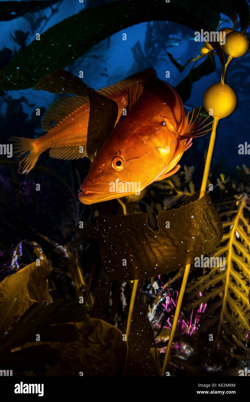 A giant kelp fish at Santa Barbara Island, California Stock Photo Alamy