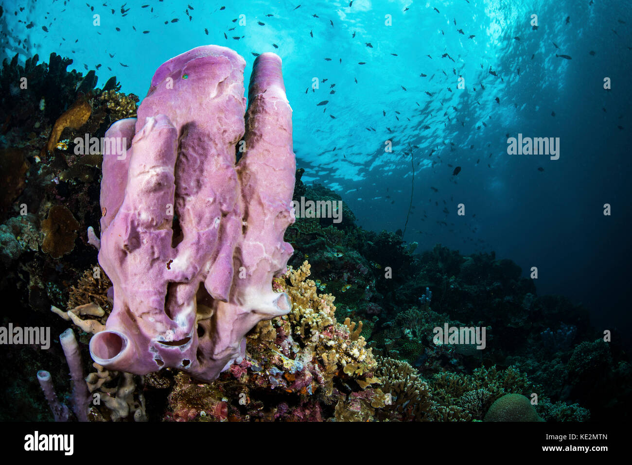 A coral reef in Indonesia hosts fish and sponges. Stock Photo