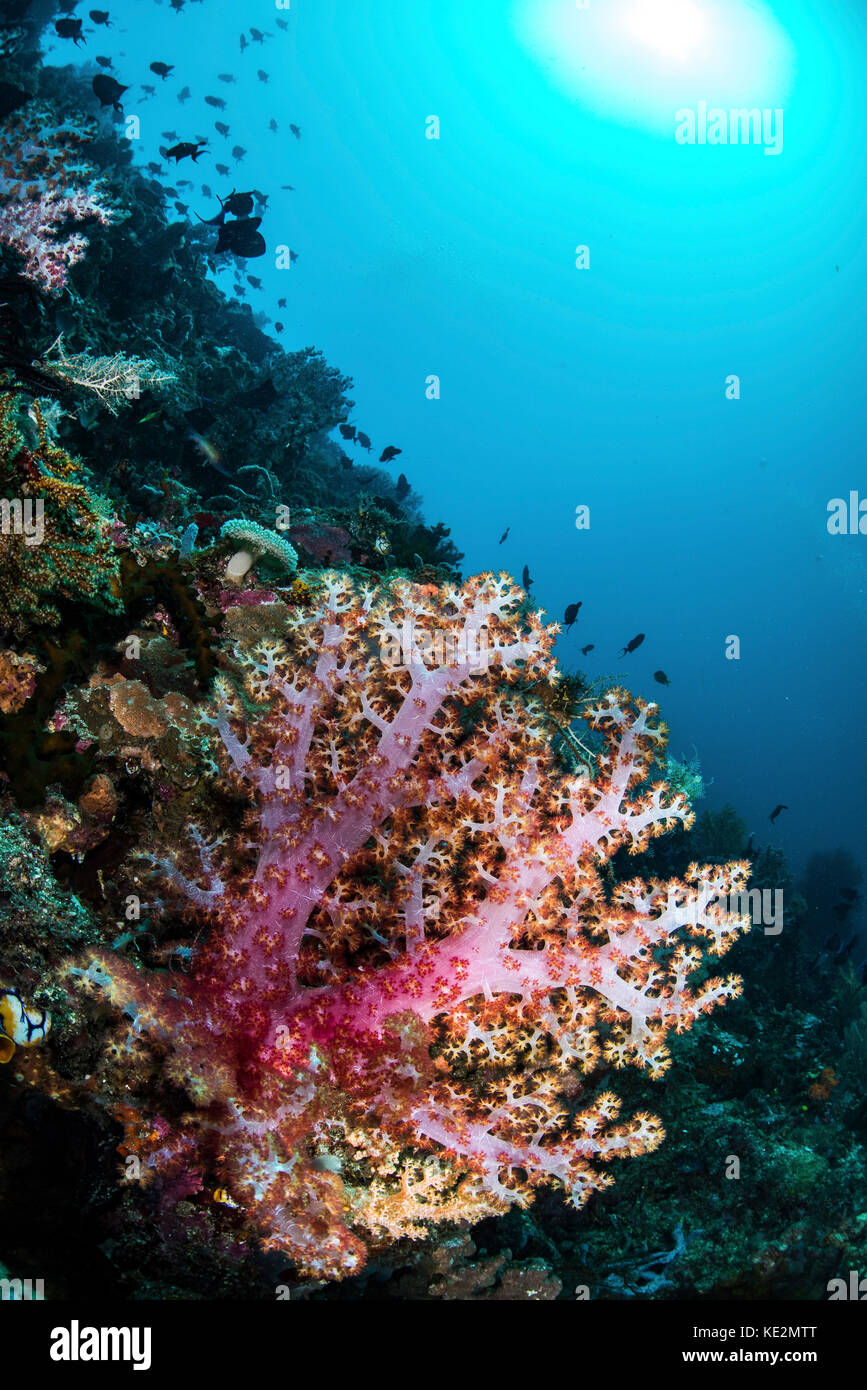 A coral reef in Indonesia hosts fish and soft corals Stock Photo Alamy