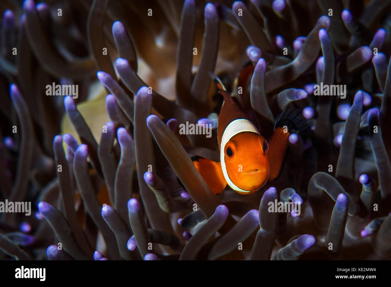 A clownfish in an anemone, North Sulawesi, Indonesia. Stock Photo