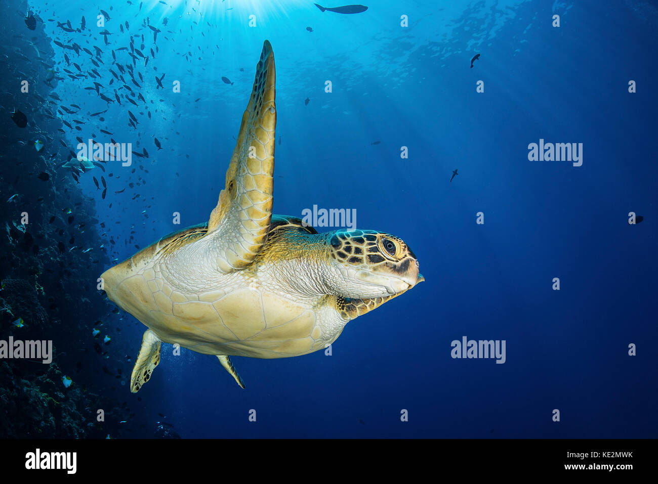 A green sea turtle swims by a reef under the sun, North Sulawesi, Indonesia. Stock Photo