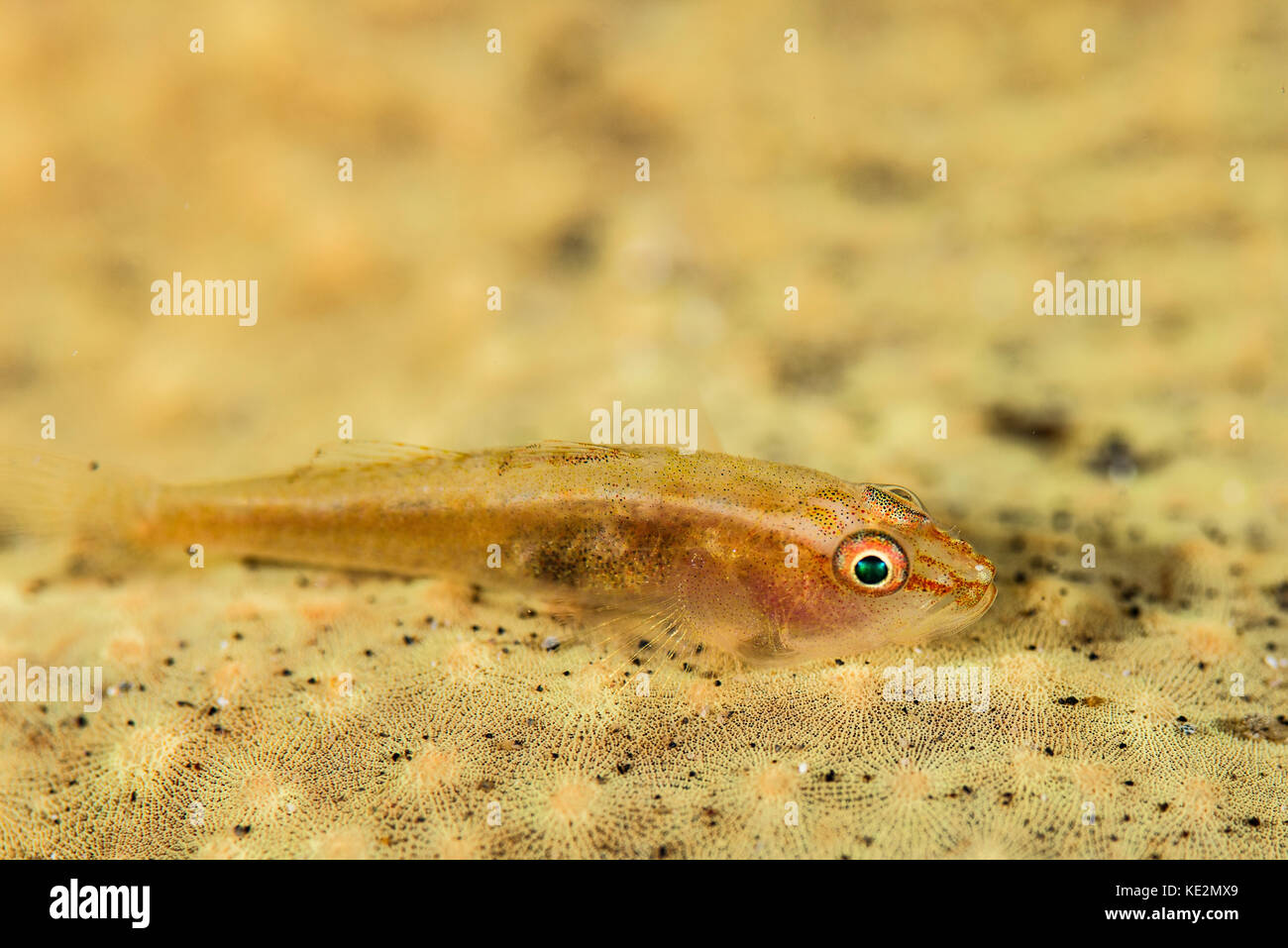 A flathead goby is camouflaged against its yellow home. Stock Photo
