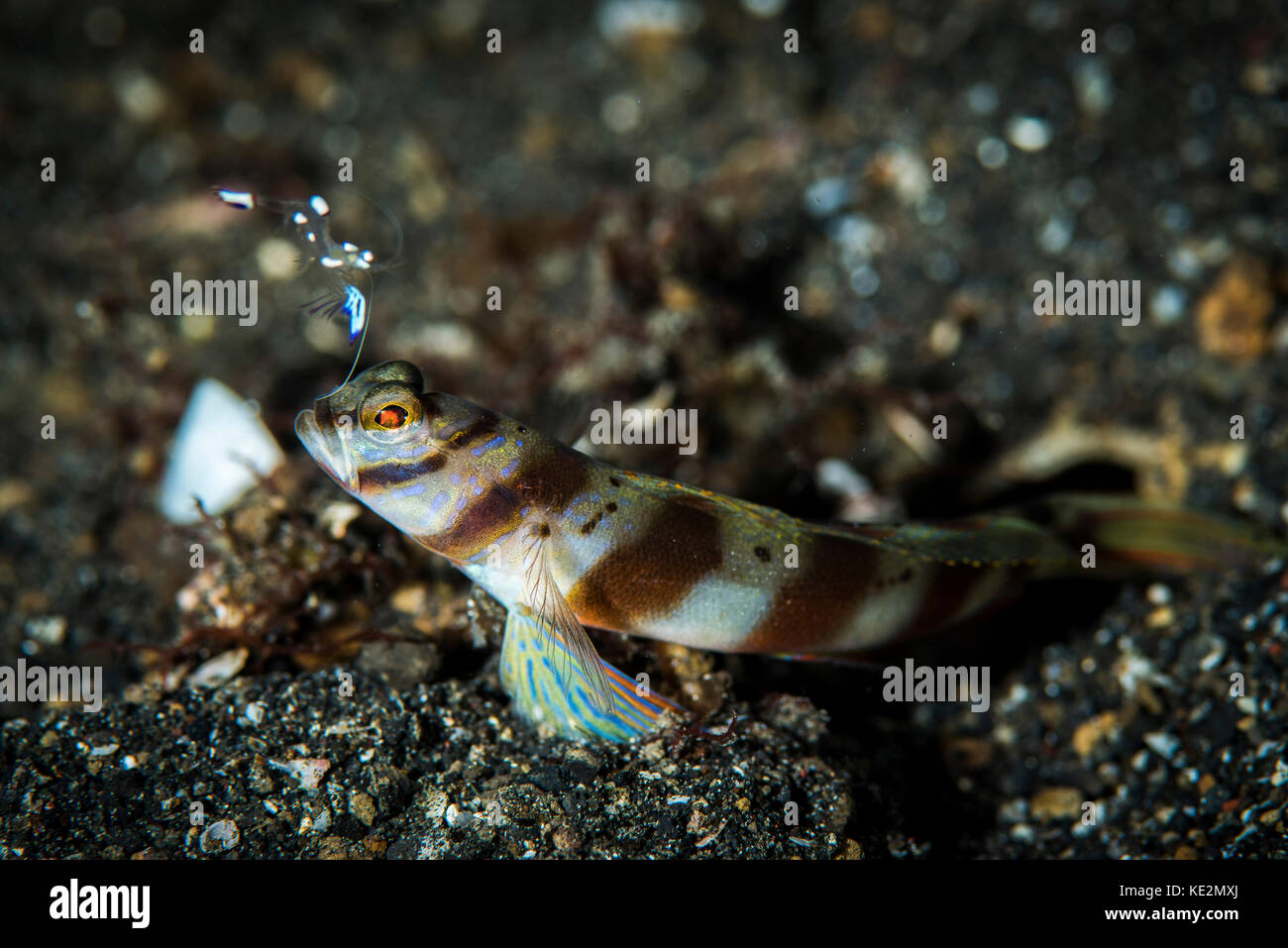 A shrimp goby and glass shrimp, Lembeh Strait, Indonesia. Stock Photo