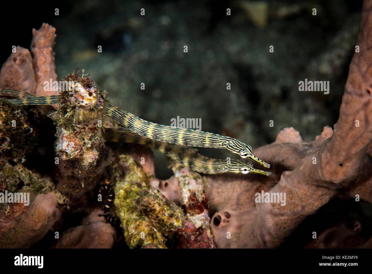 A pair of network pipefish swimming the reef, Lembeh Strait, Indonesia. Stock Photo