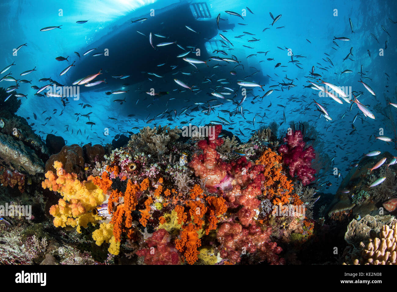 Two boats above a coral reef teeming with fish, Raja Ampat, Indonesia. Stock Photo