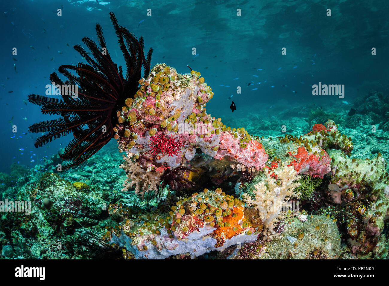 A crinoid and tunicates cover this shallow reef in Raja Ampat, Indonesia. Stock Photo