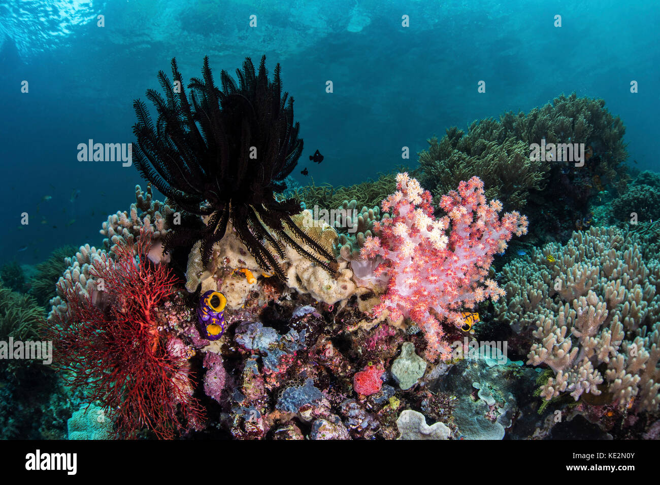 Crinoids and soft corals cover this reef in Raja Ampat, Indonesia. Stock Photo
