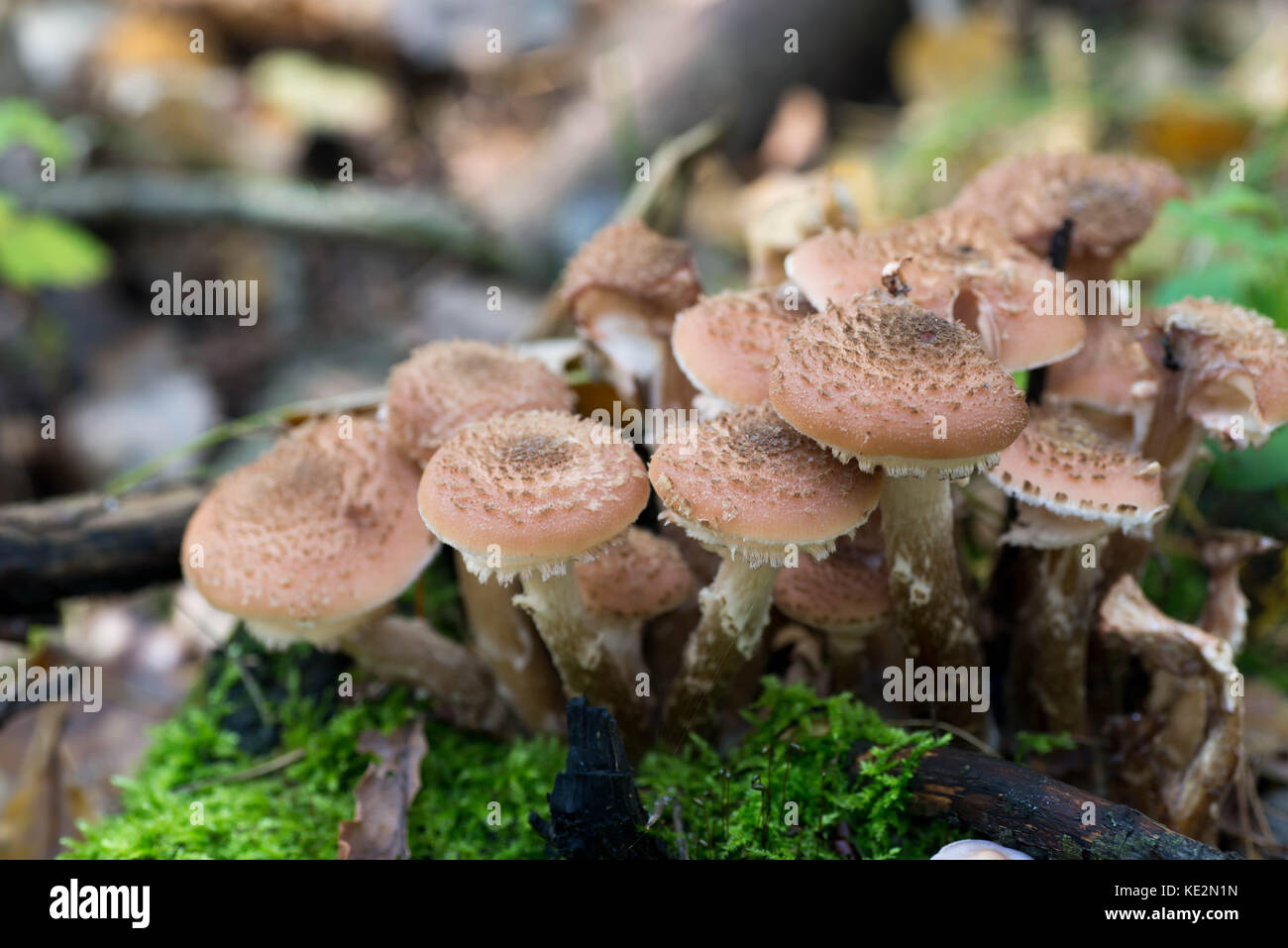 group of eatable mushrooms Armillaria ostoyae closeup Stock Photo