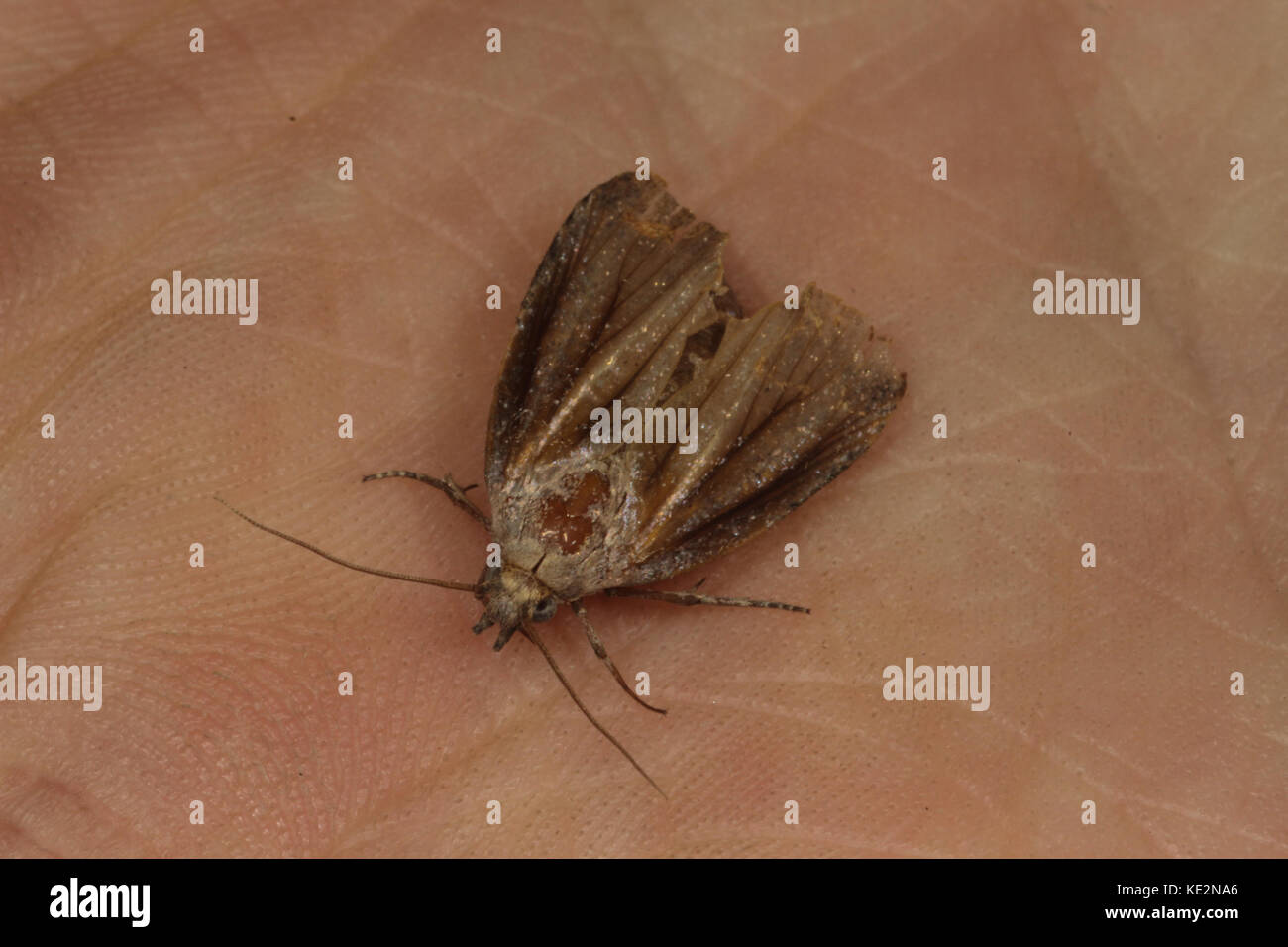 Adult wax moth on hand. Uk Stock Photo Alamy