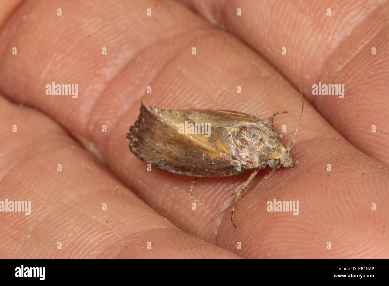 Adult wax moth on hand. Uk Stock Photo Alamy