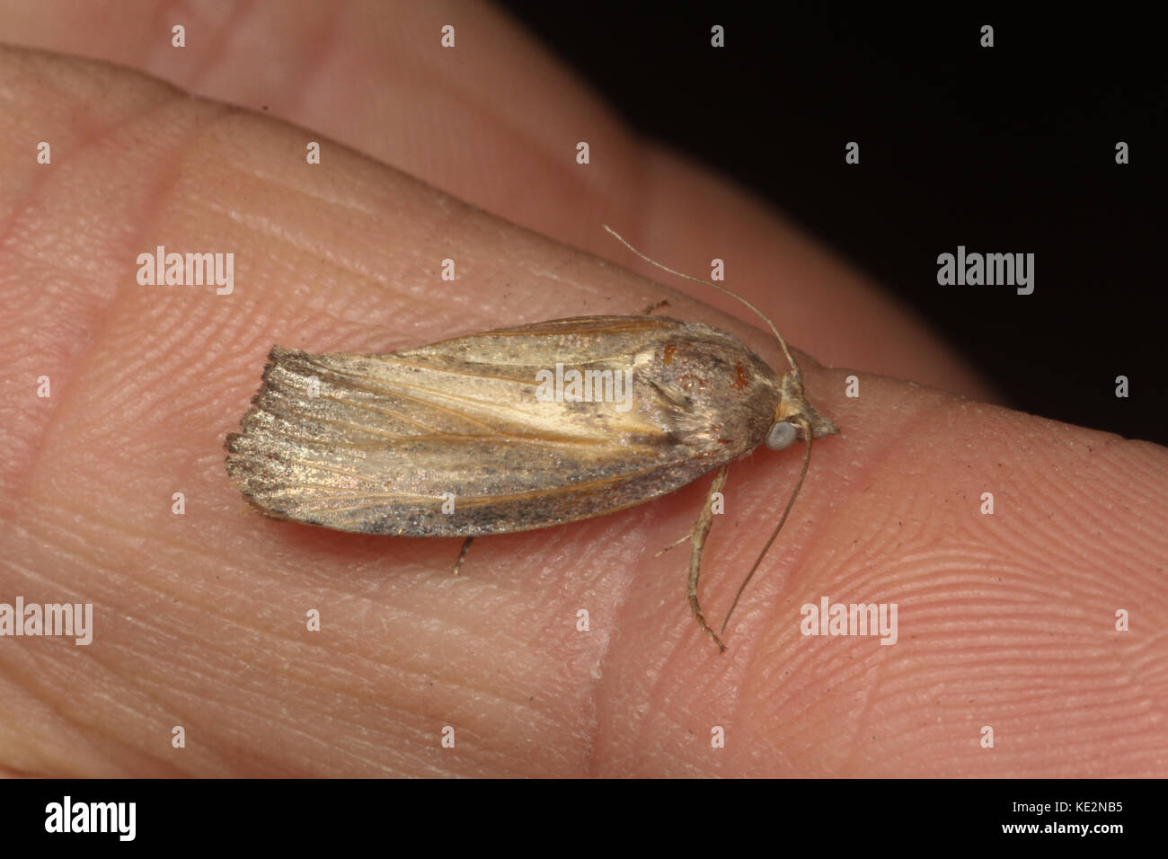 Adult wax moth on hand. Uk Stock Photo Alamy
