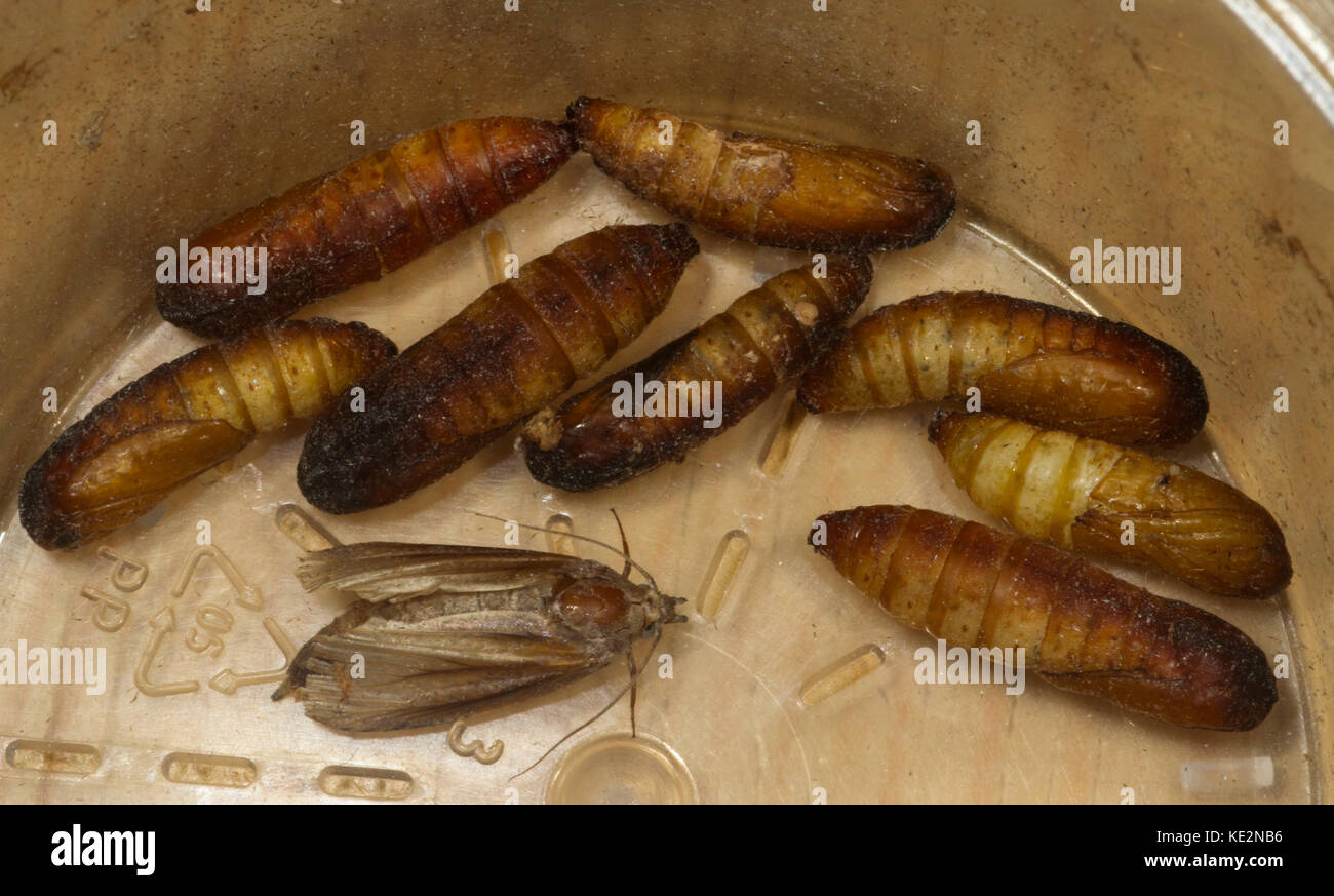 Wax moth hi-res stock photography and images - Page 2 - Alamy