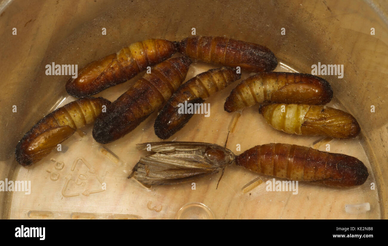 Wax moth hires stock photography and images Alamy