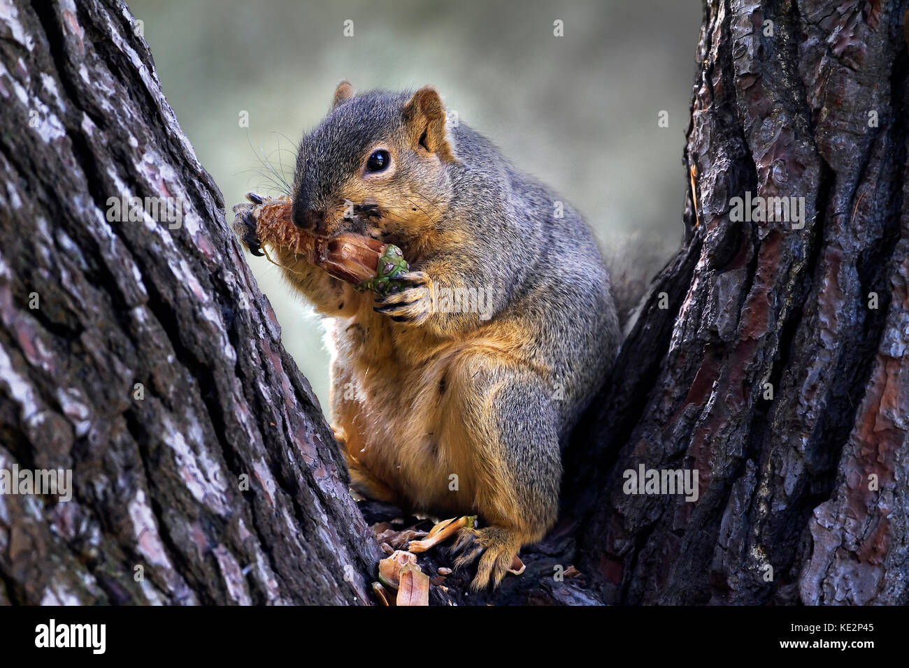 Red or Fox squirrel eating pine cone in tree Stock Photo Alamy
