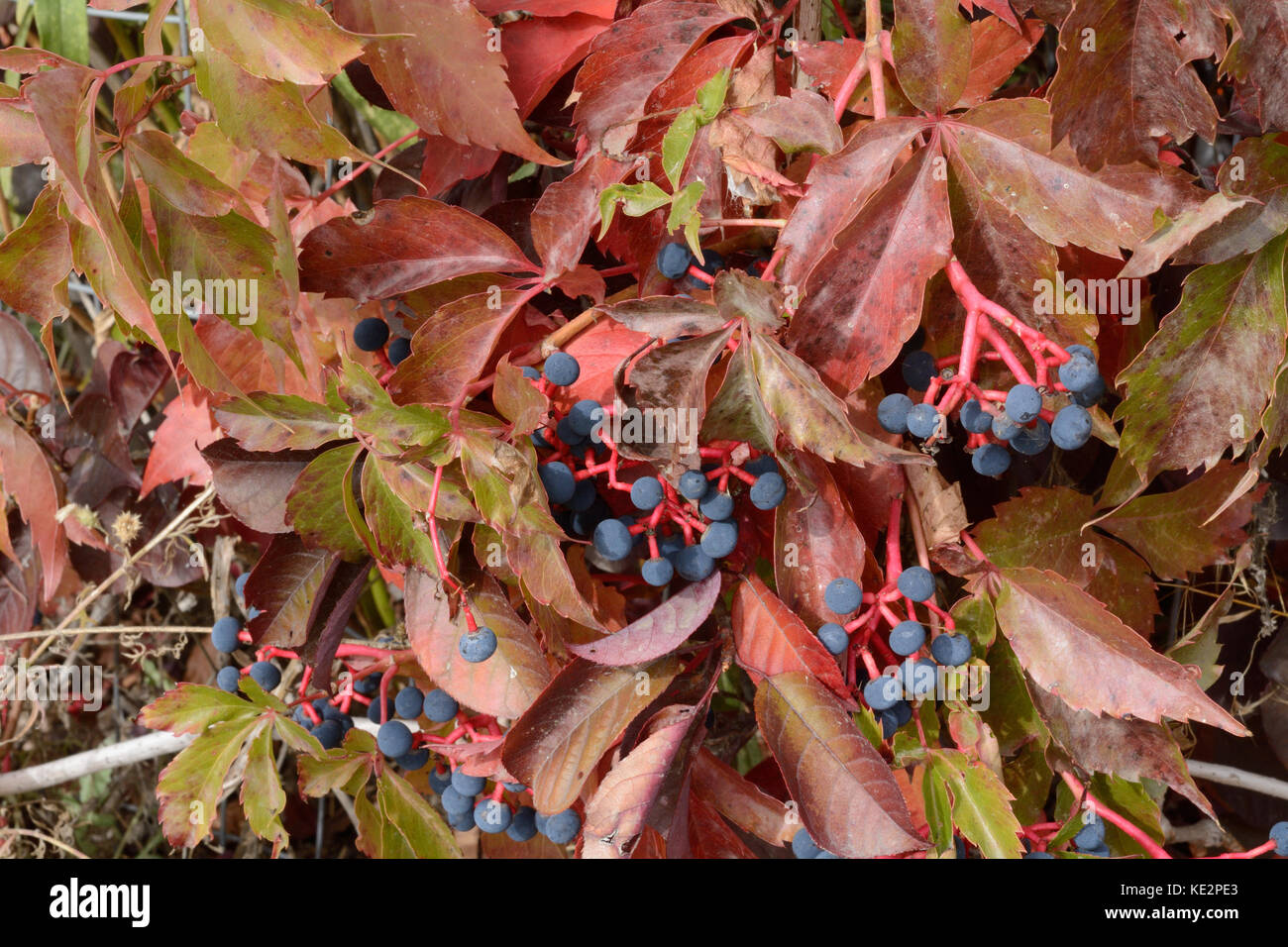Thicket creeper or Parthenocissus inserta in autumn with berries Stock Photo