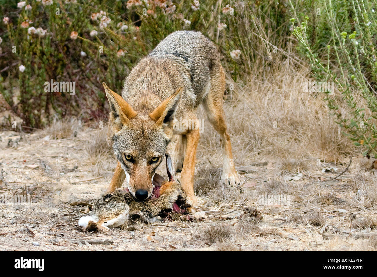 coyote-eating-unlucky-rabbit-KE2PFR.jpg