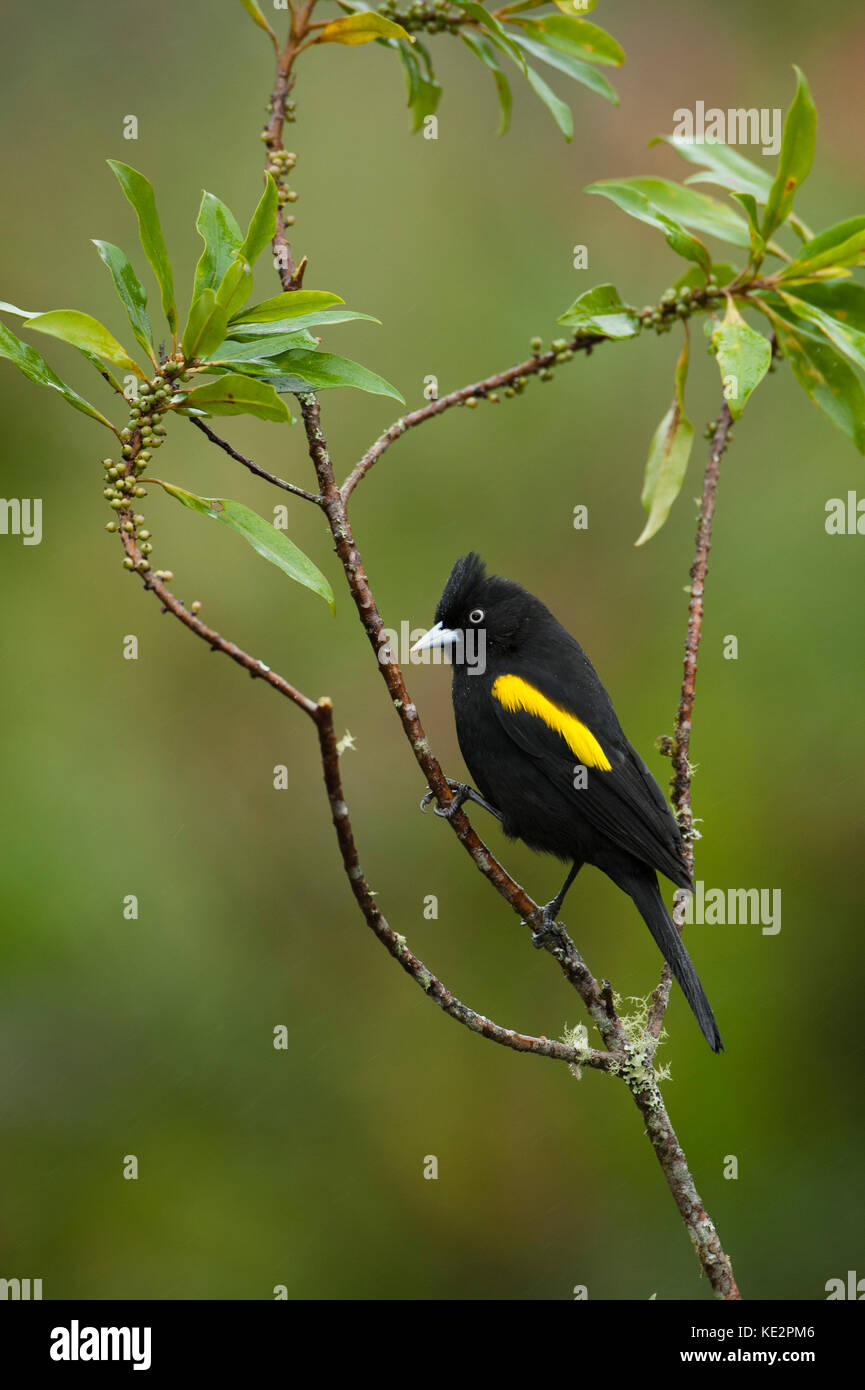 A Golden-winged Cacique (Cacicus chrysopterus) from the Atlantic Rainfores of SE Brazil Stock Photo