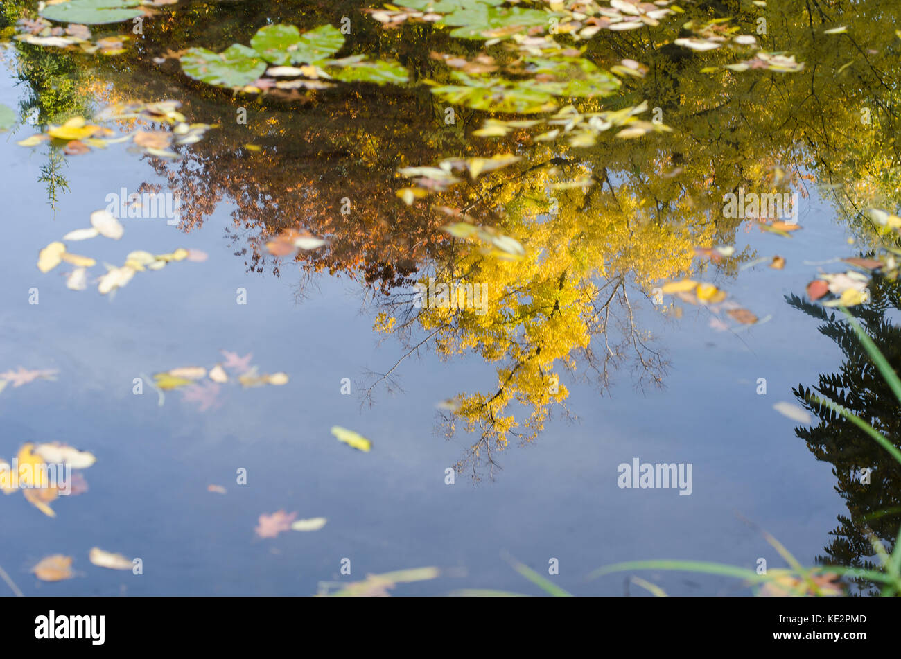reflection of autumn trees on a water surface Stock Photo - Alamy