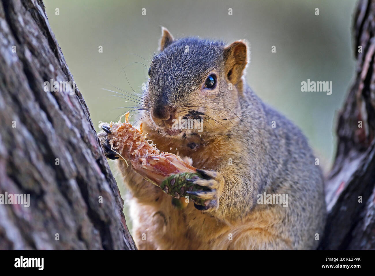 Squirrels Feet Stock Photos & Squirrels Feet Stock Images Alamy