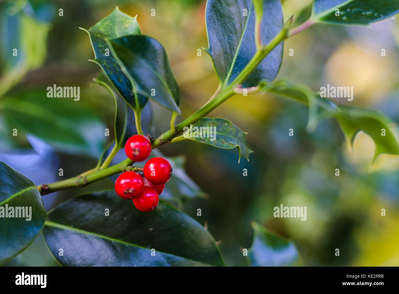 detail of red holly berry Stock Photo