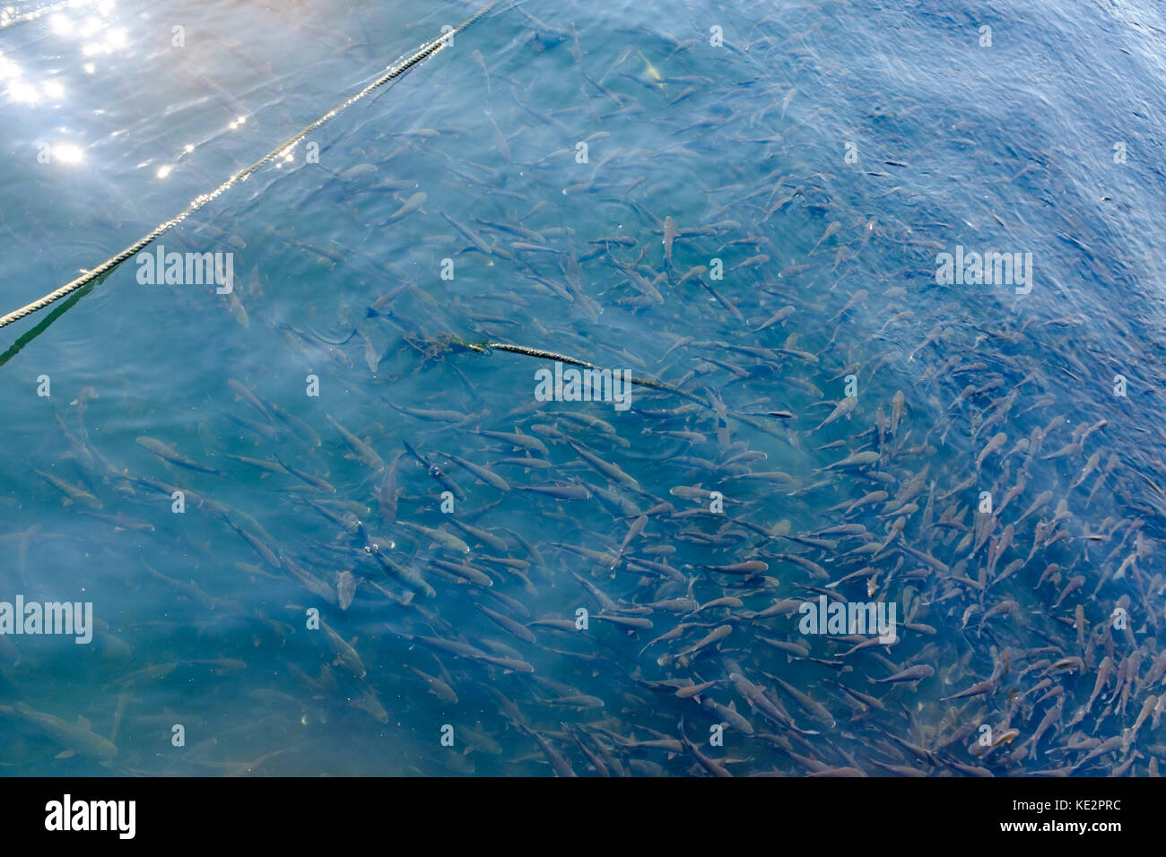 Fish feeding in River at Porto Stock Photo - Alamy