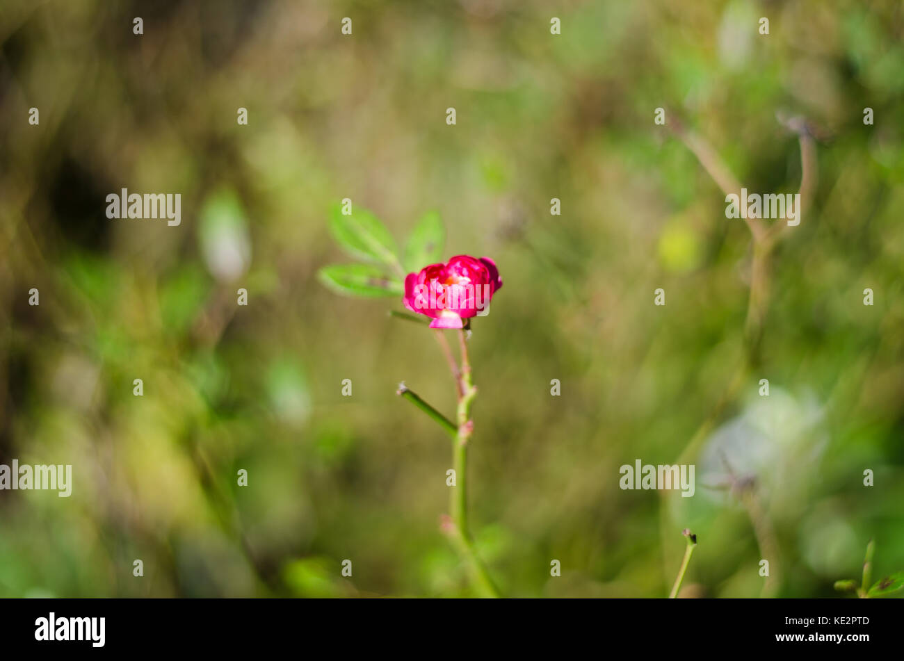 detail of pink mini rose Stock Photo