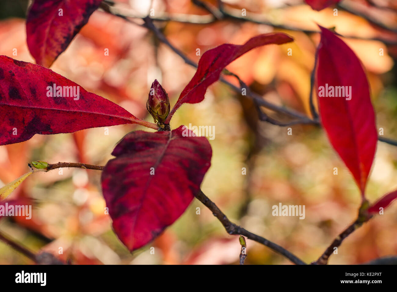 red blossom bud in red leaves Stock Photo