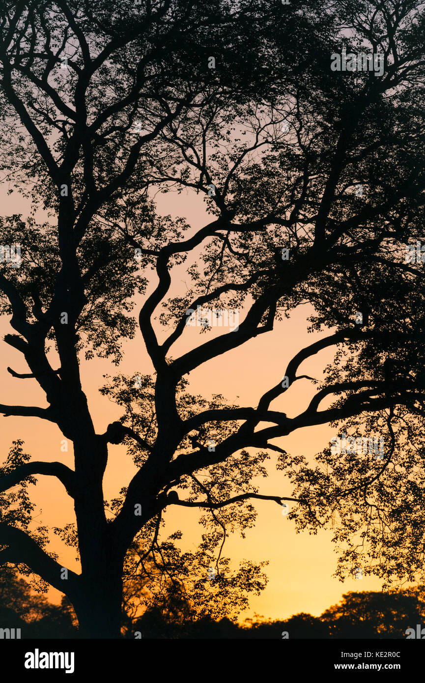 Tree branches against the sunset in the Pantanal, Brazil Stock Photo