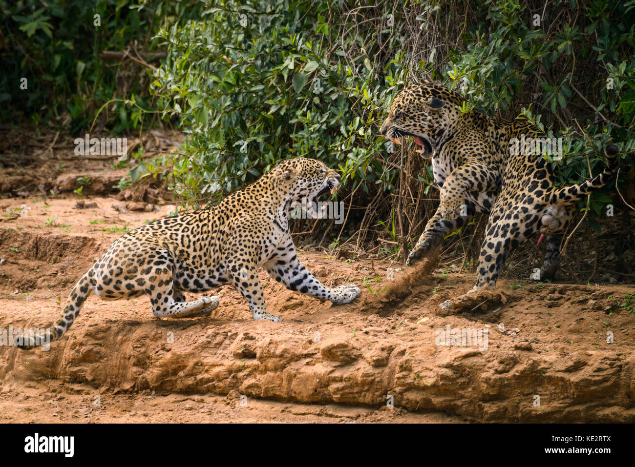 This is part of a sequence of a couple mating Jaguars fighting in the wild. North Pantanal, Brazil. Stock Photo