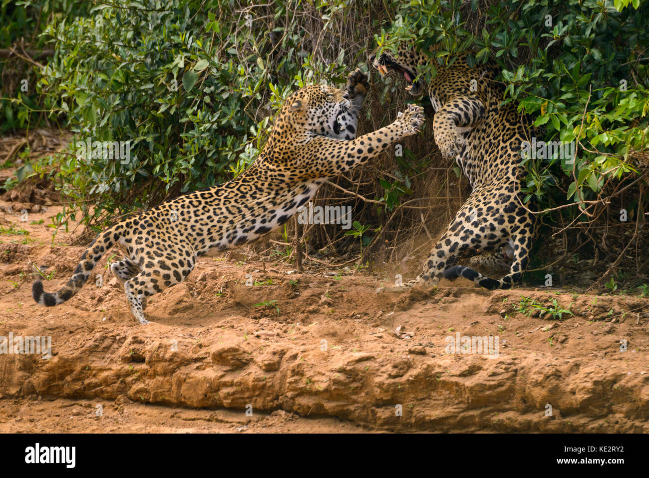 This is part of a sequence of a couple mating Jaguars fighting in the wild. North Pantanal, Brazil. Stock Photo