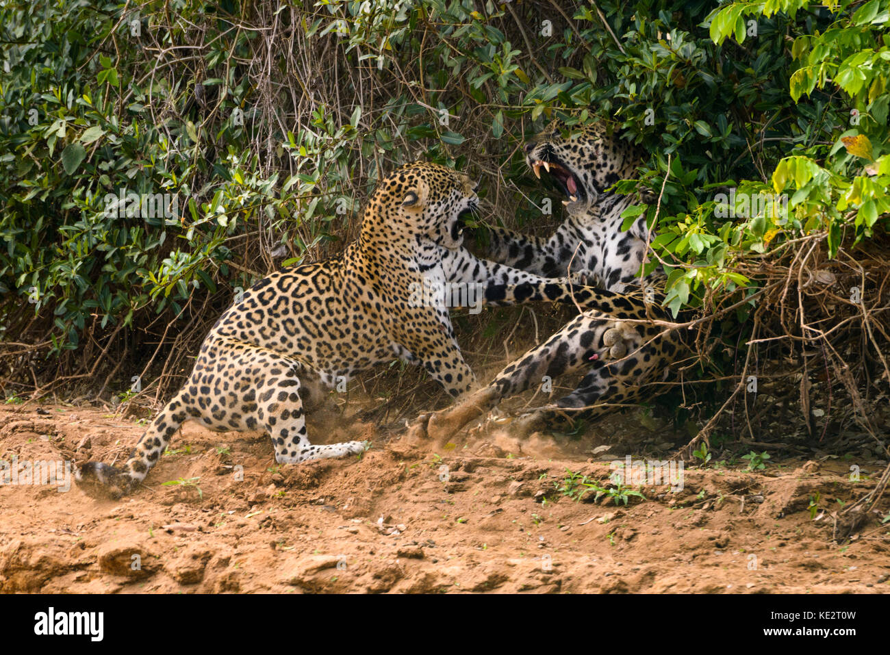 This is part of a sequence of a couple mating Jaguars fighting in the wild. North Pantanal, Brazil. Stock Photo