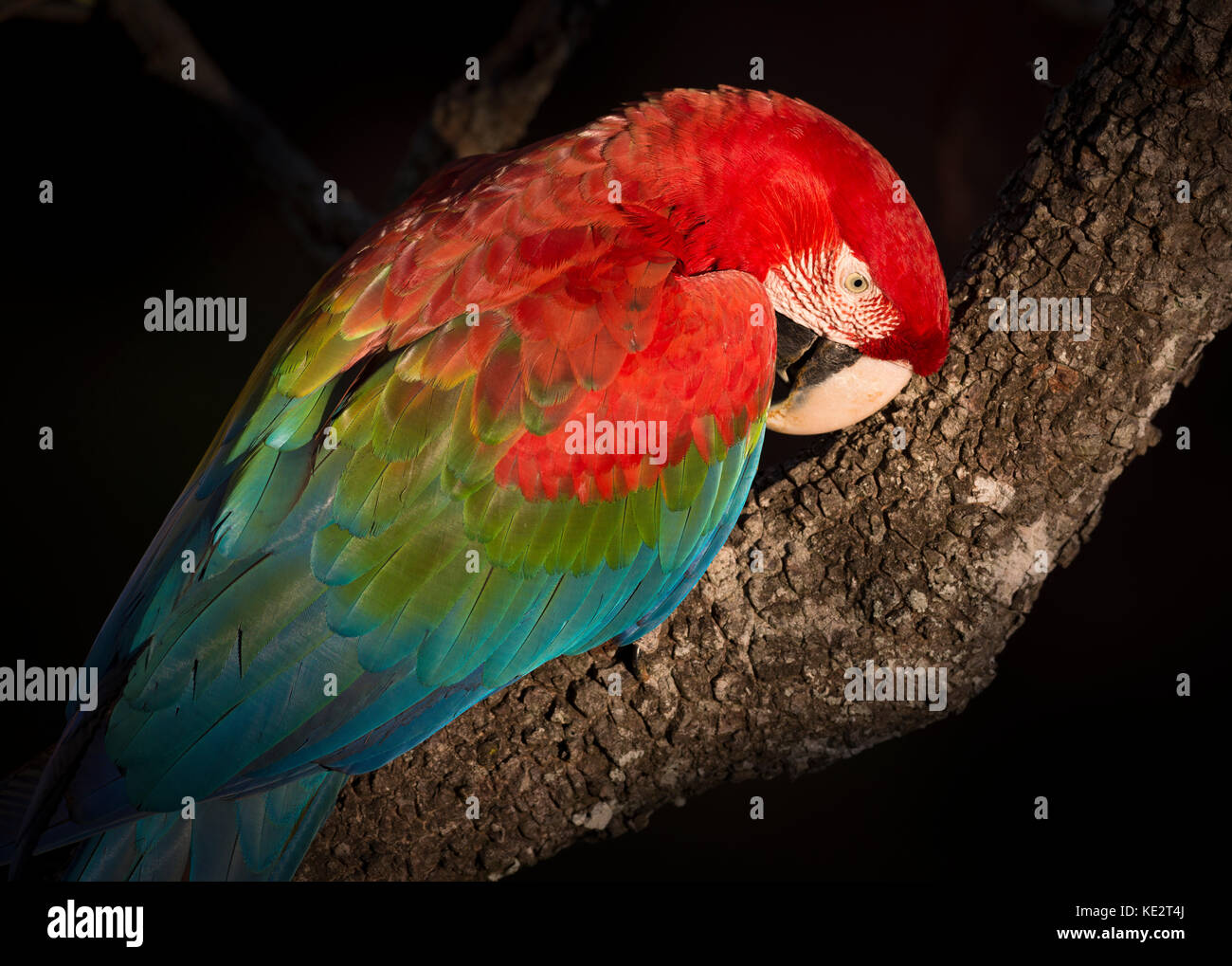 Red-and-green Macaw portrait in Brazil Stock Photo